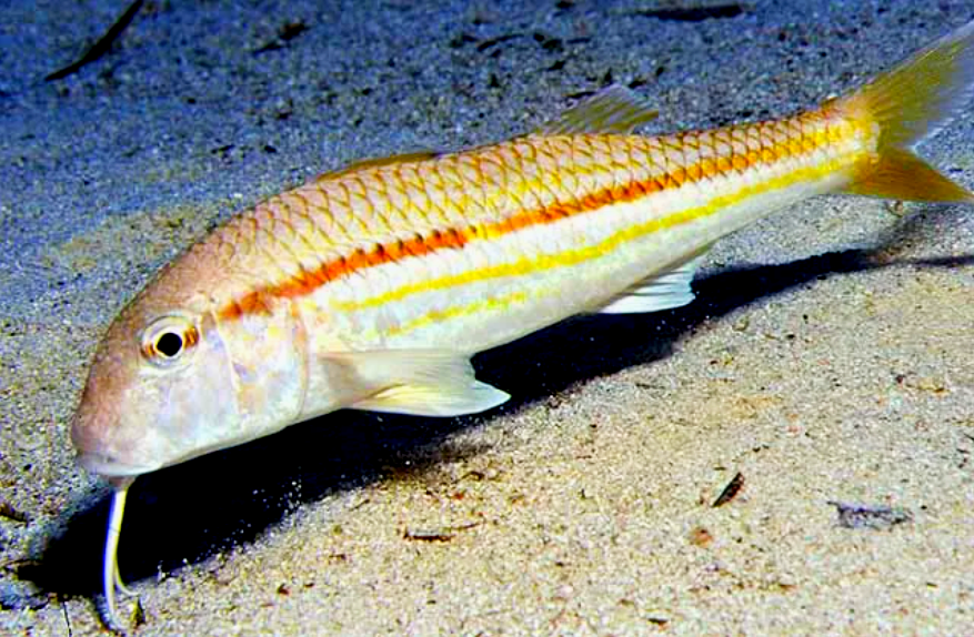 Полосатая барабулька.