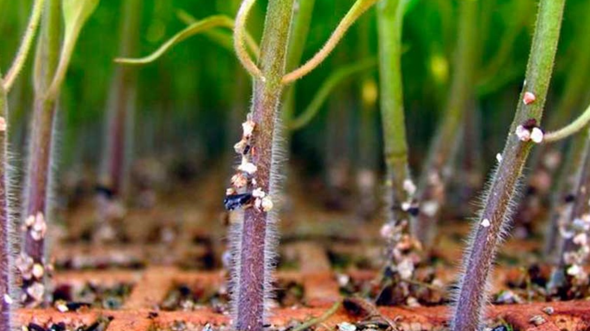 Результат атаки черной ножки - 40 растений погибли за несколько дней