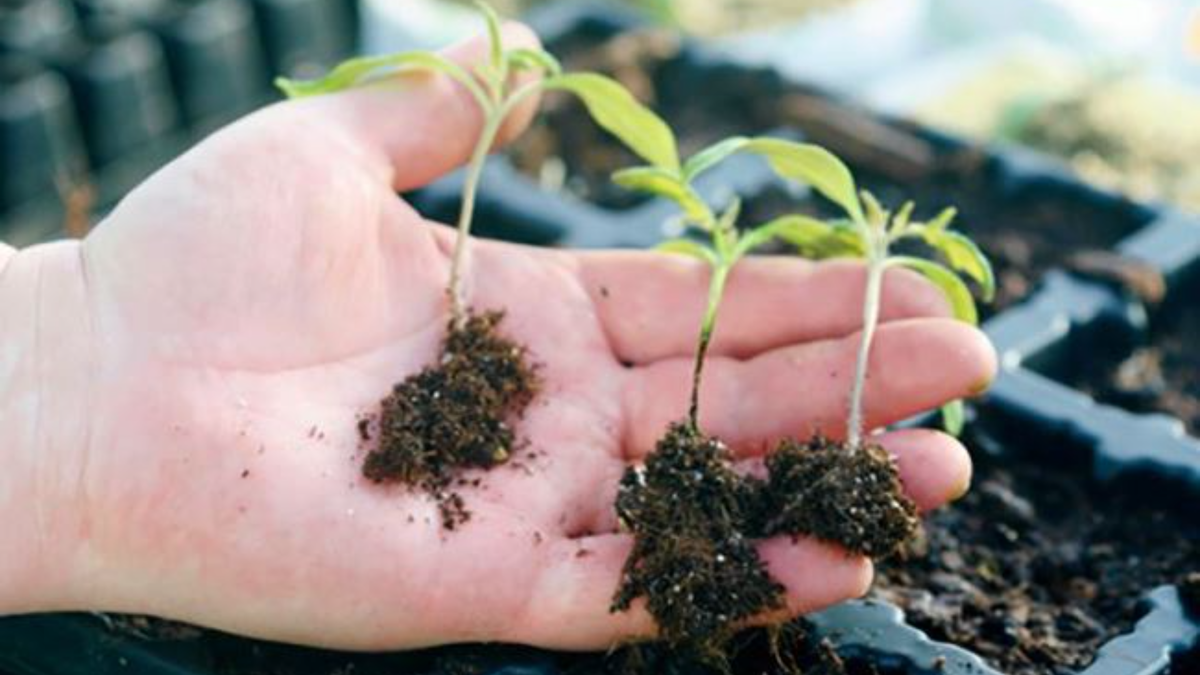 День 7 эксперимента: в некоторых группах уже заметны первые признаки проблем