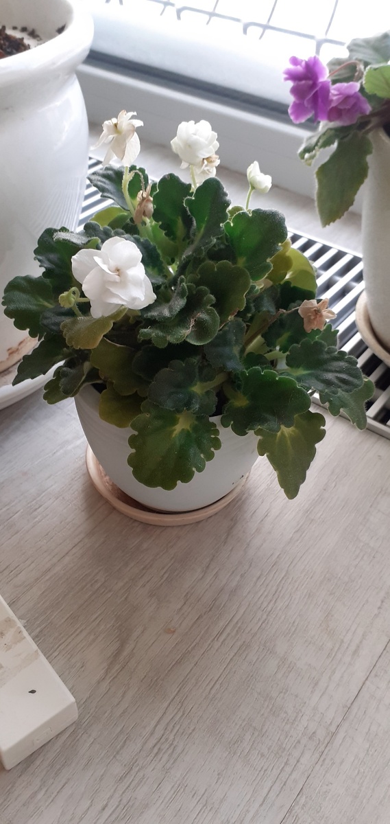 МОЯ БЕЛОСНЕЖКА ФИАЛКА.