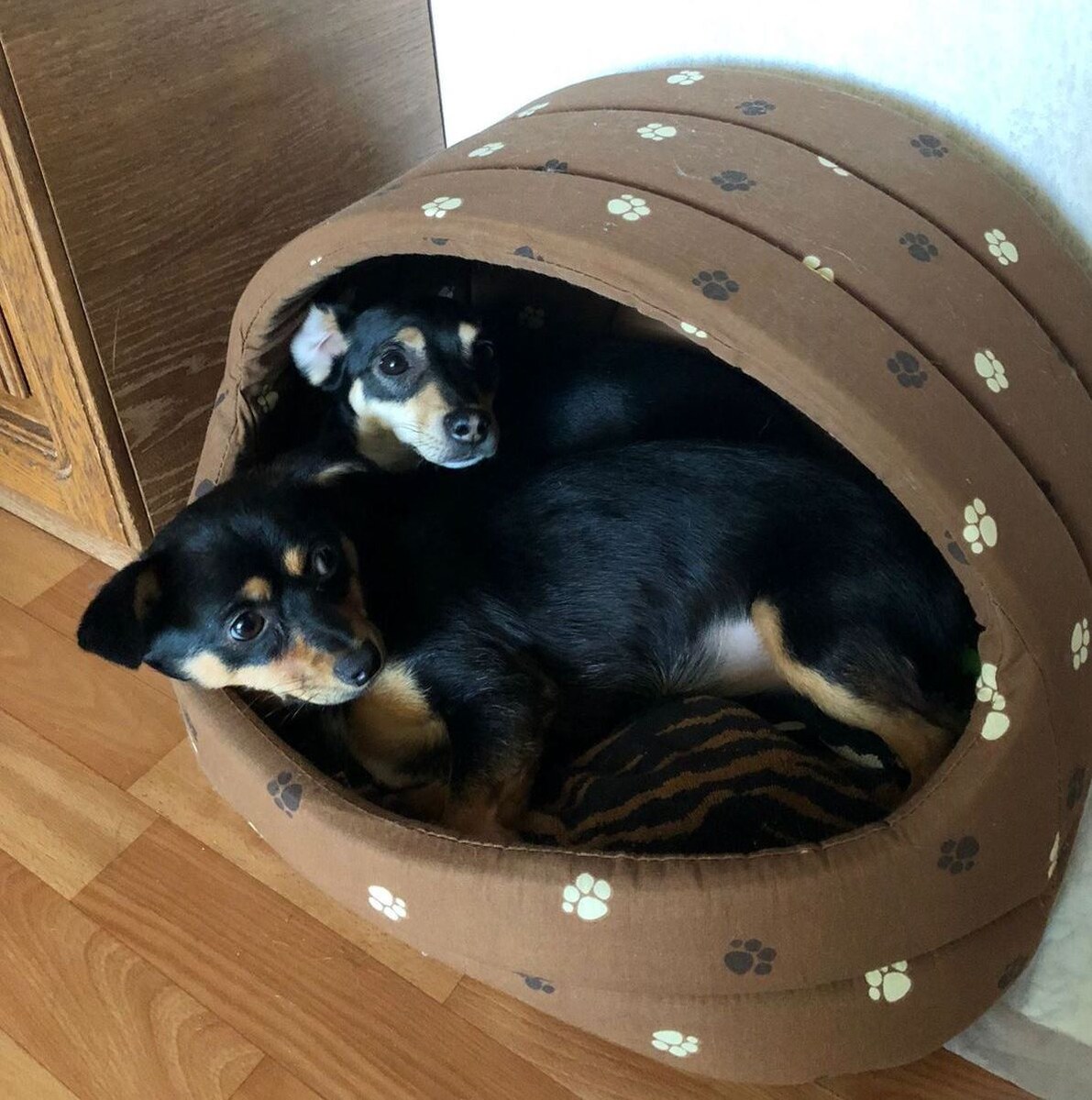 И даже в будке им не было тесно вдвоем)