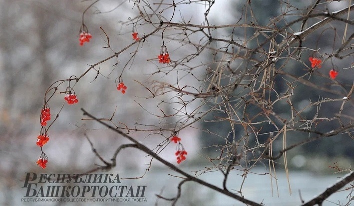 Фото: Альберт ЗАГИРОВ.