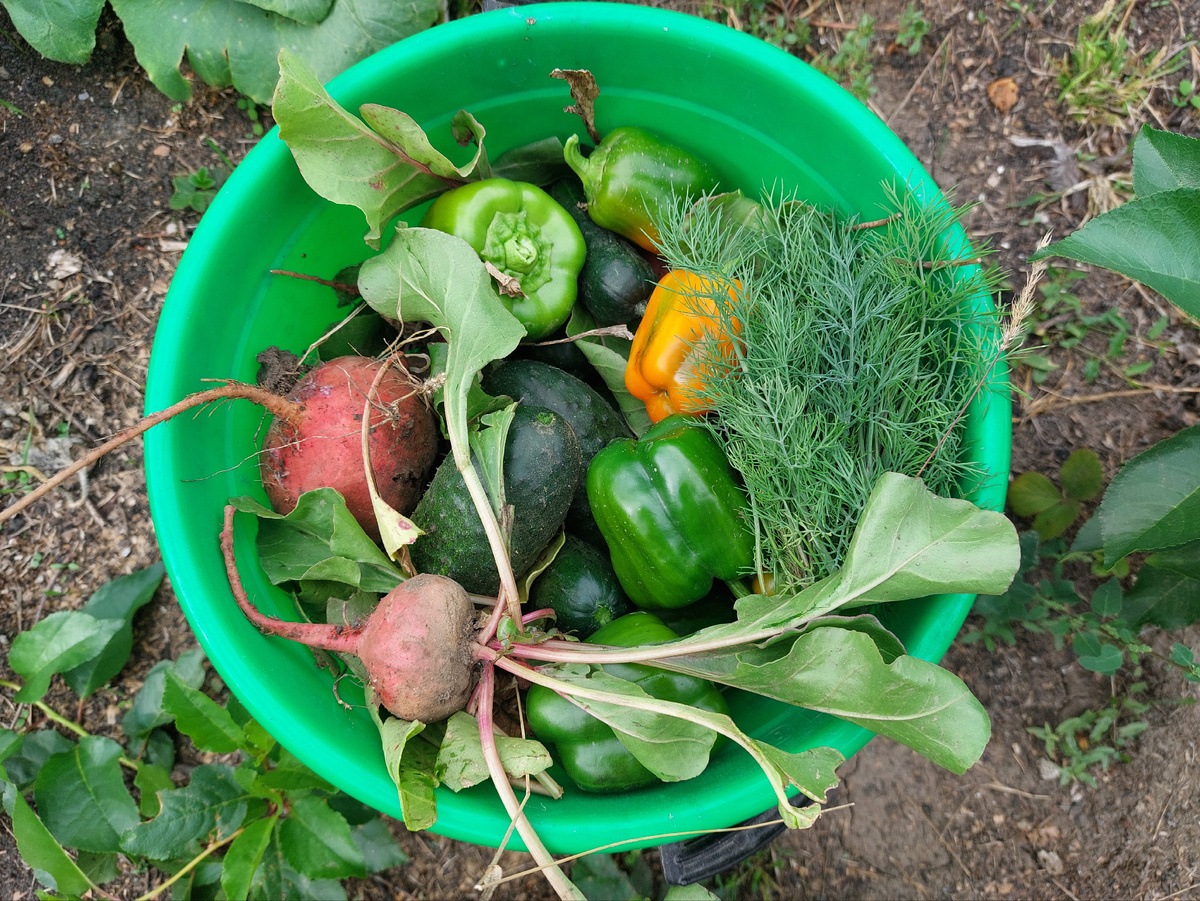 Дары огорода