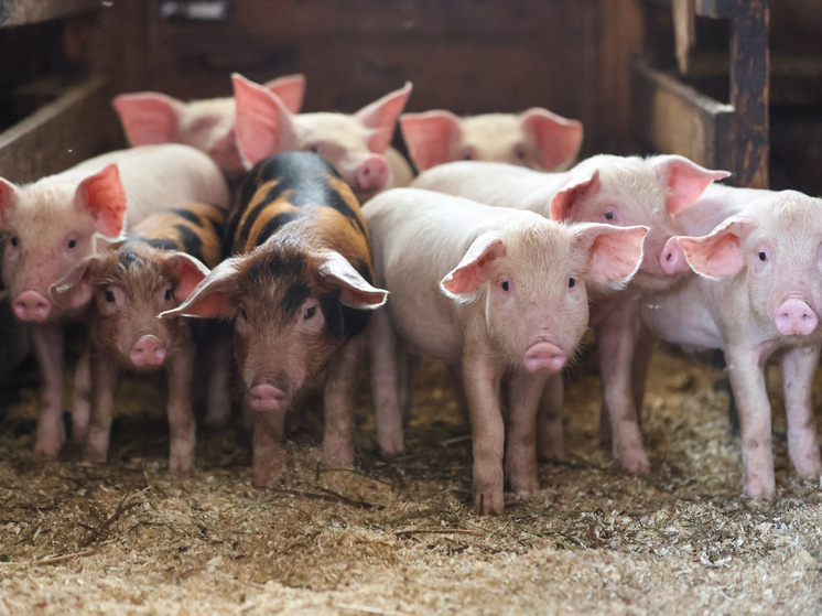     Belkin Alexey\news.ru\Global Look Press