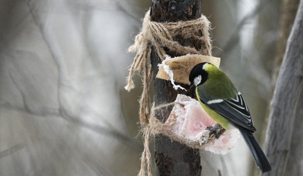 фото: РИА Новости/Кирилл Каллиников