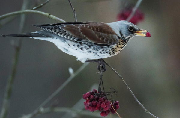РИА Новости/Максим Блинов
