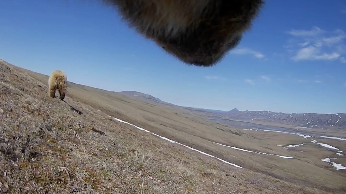     Фото: Washington State University Grizzly Bear Research Center Ученые установили камеры на медведей и увидели, как они выживают в Арктике