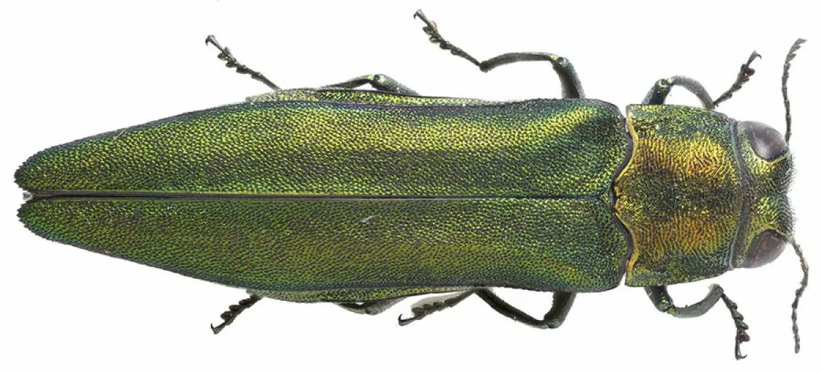 Изумрудная ясеневая златка