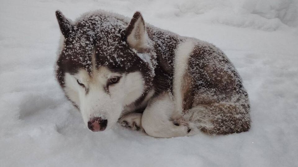 "уважаемые" хозяева этой собаки