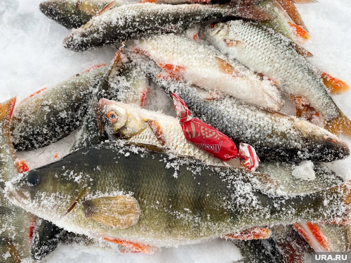     Житель Перми выловил окуней в Закамске