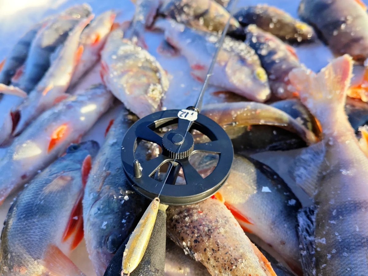    Окуни, которых выловил пермяк