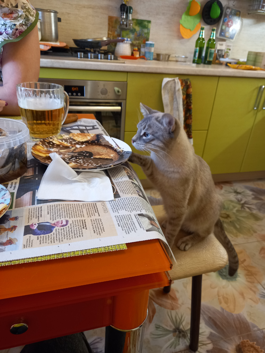 Кот отца. Фото автора