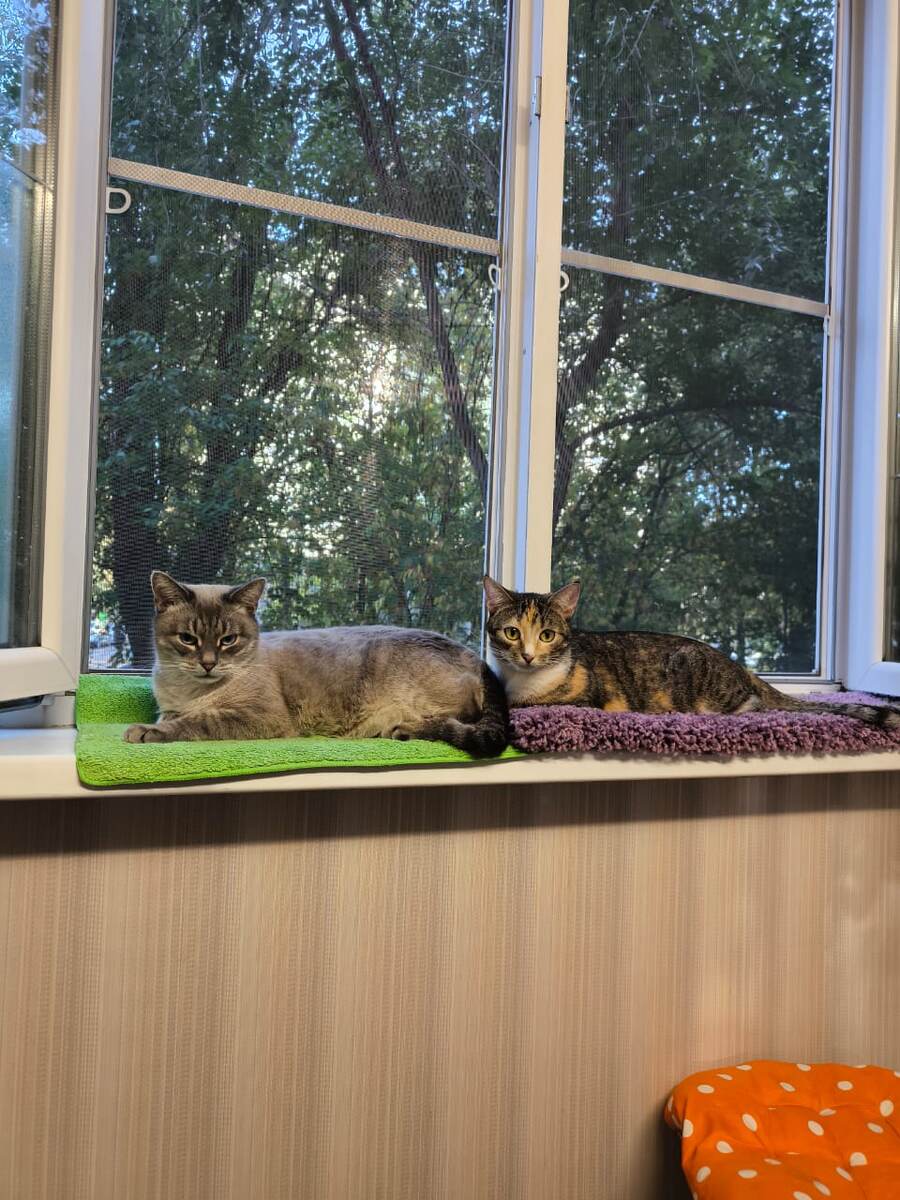 Коты отца. Фото автора.