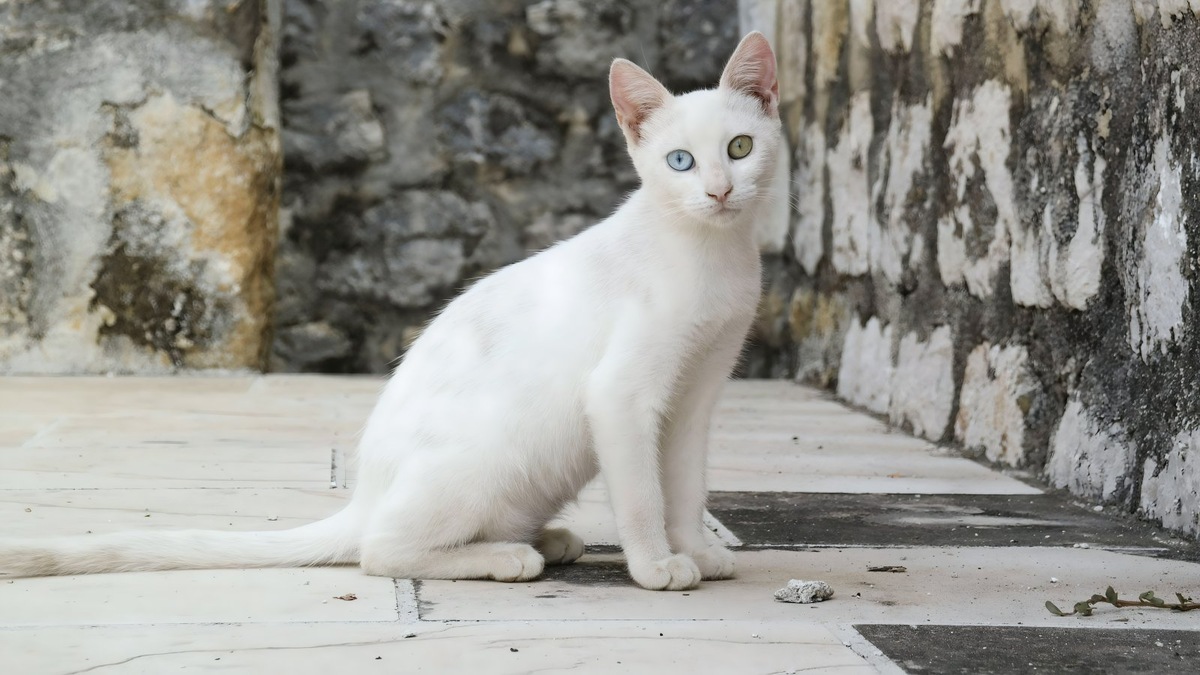    В большинстве случаев икота — это милая особенность питомца