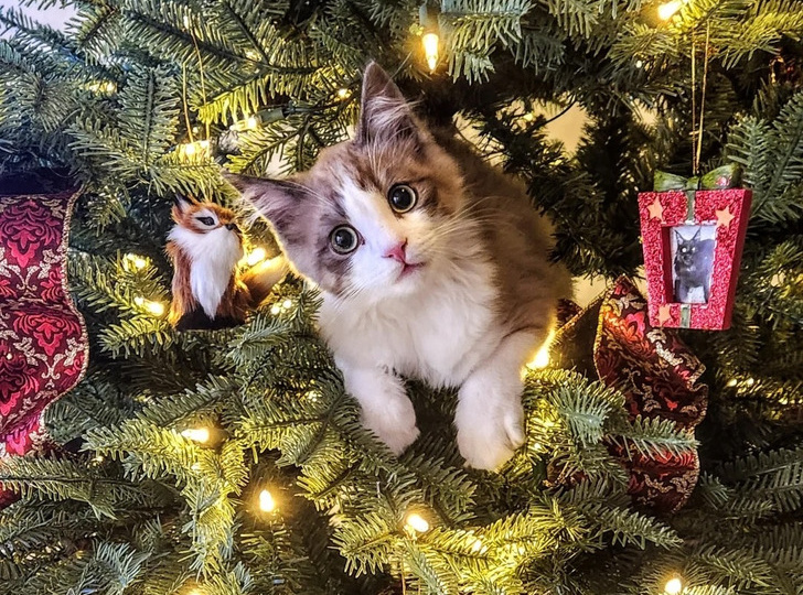 15 снимков, в которых питомцы сыграли главную роль