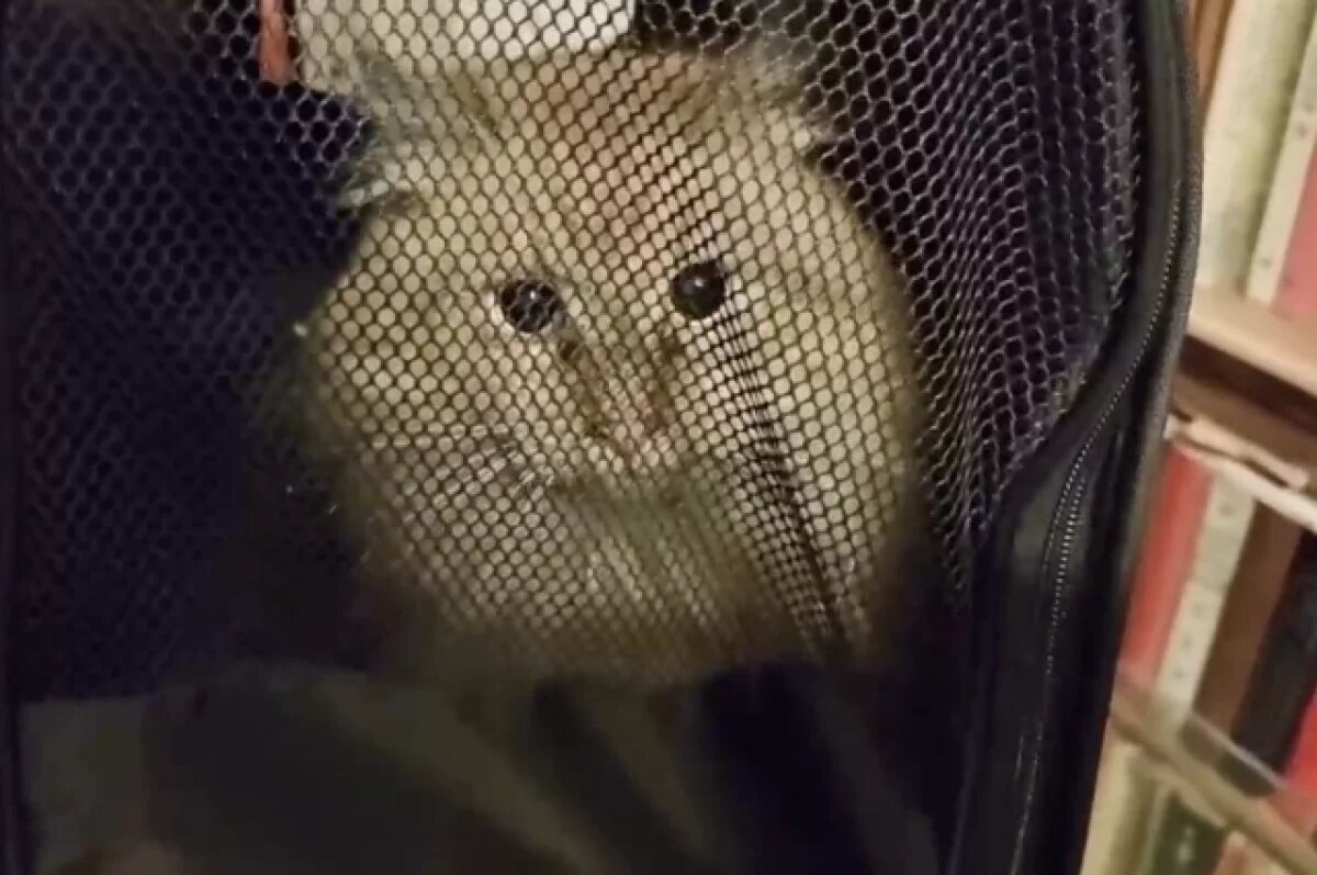    В Петербурге через две недели смогли вытащить кота из дымохода