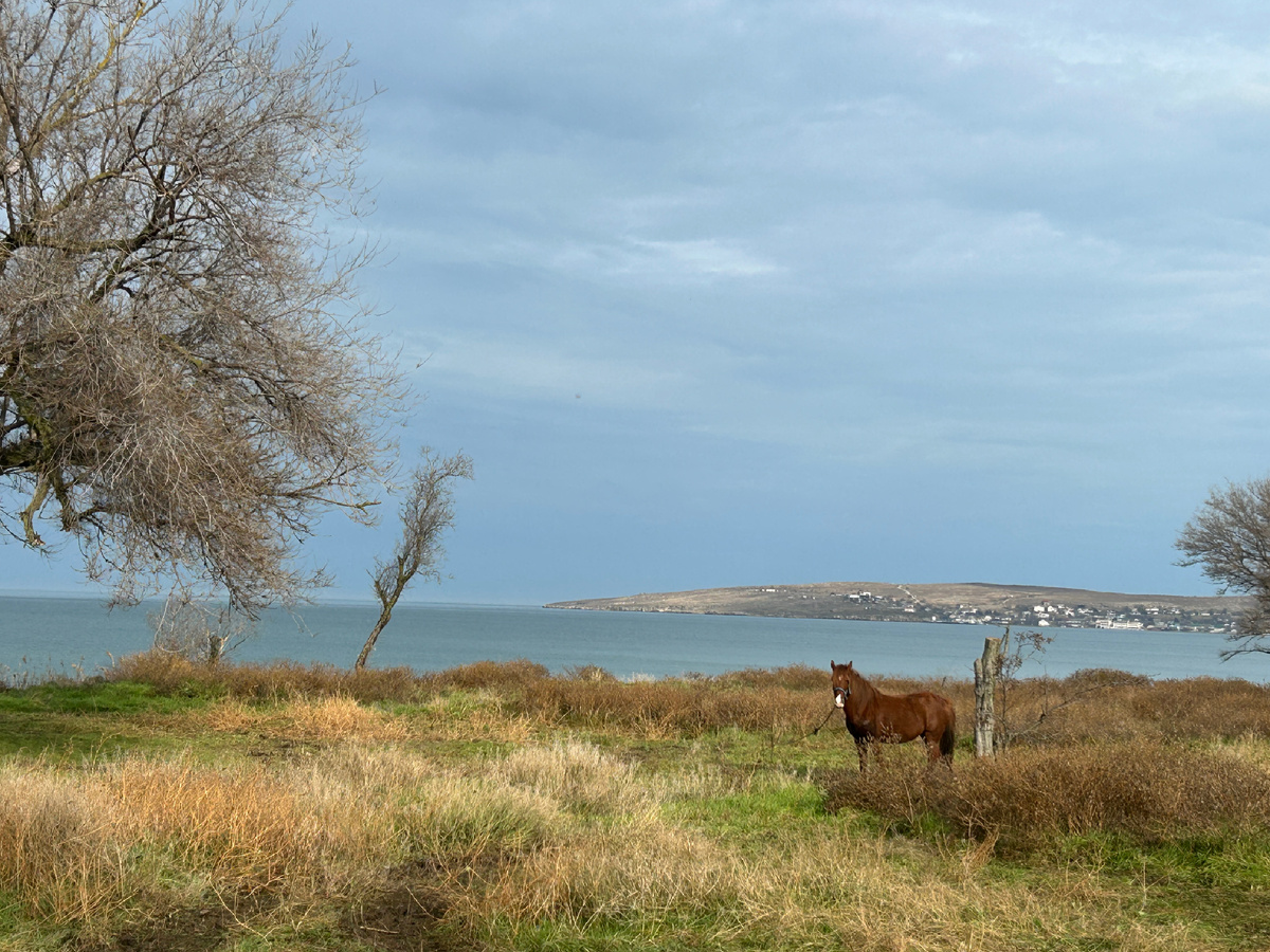 Одна из лошадок, живущих на берегу в Щёлкино