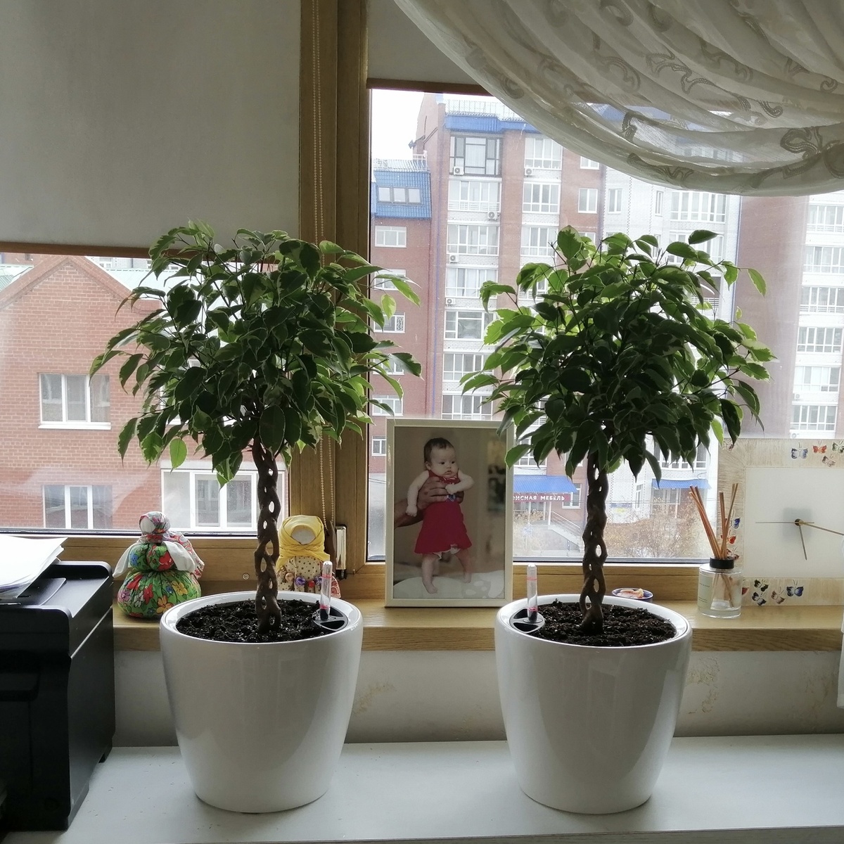Фикус Бенджамина штамбовый только посаженный. Мини версия кроны. Кашпо с автополивом Classico LS 28, Lechuza ( фото из личного архива)