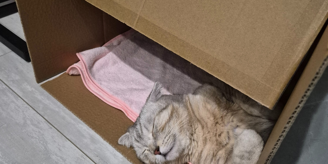 Почему кошки так любят коробки?