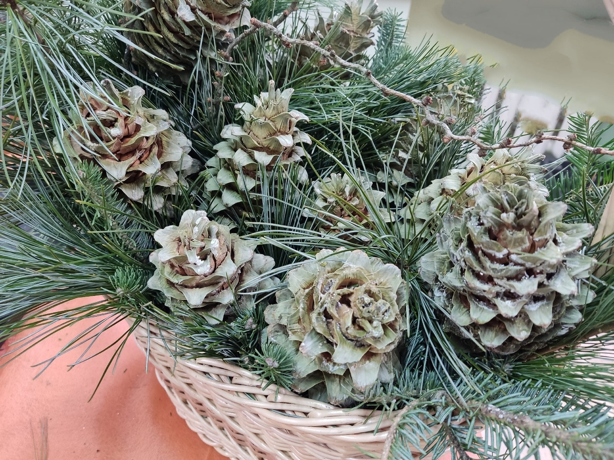 Фото: Ботанический сад-институт Йошкар-Олы