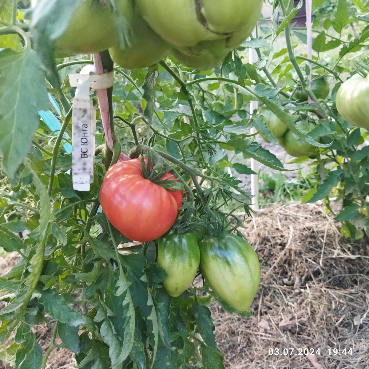 БС Юнга, дата видите какая? 3 июля. Ооочень ранний сорт