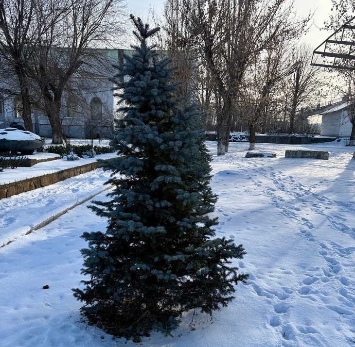    елка Редакция Газеты