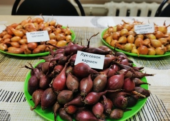 Яндекс. Картинки