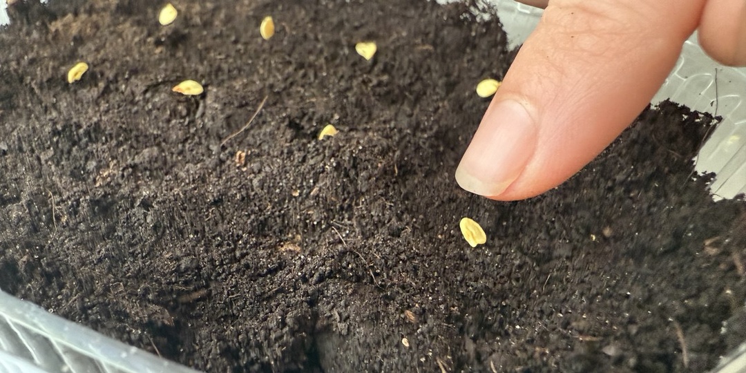 🌙Народные Приметы – Что и Когда сеять для богатого урожая