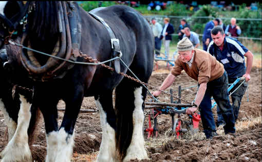 Тяжёлый плуг-американка. На соревнованиях по вспашке пахарю помогает "рулевой", а в обычной жизни впереди идёт упряжка с лёгким плугом, который нарезает борозду.