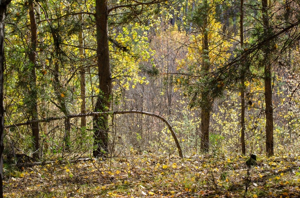    В 2025 году в Самарской области была проведена масштабная работа по укреплению экологической безопасности и развитию лесного хозяйства. Ксения ТИМОФЕЕВА