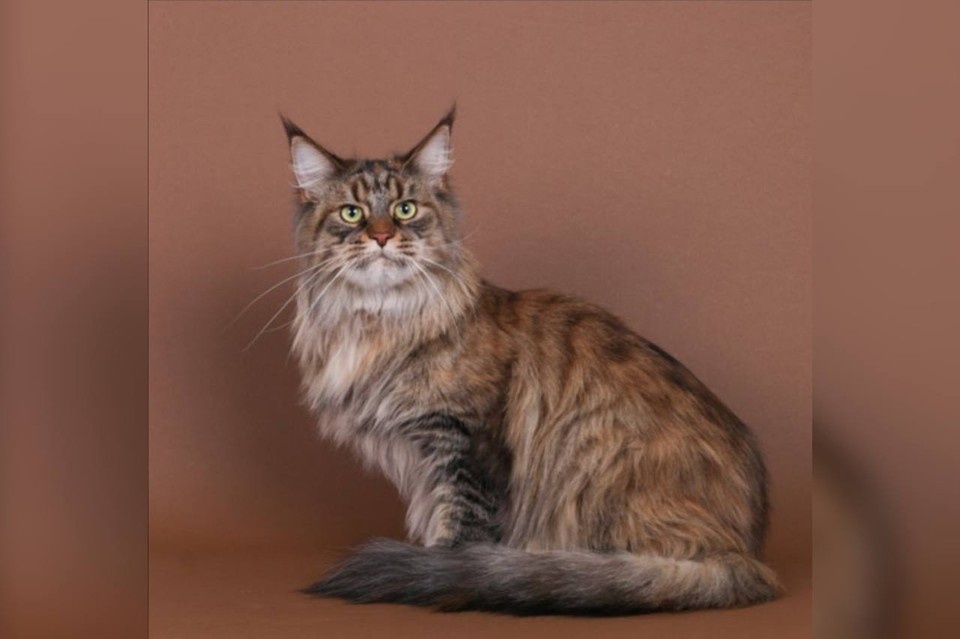    Мейн-куна из Красноярска Патрисию Кисс признали лучшей кошкой-ветераном мира. Фото: WCF