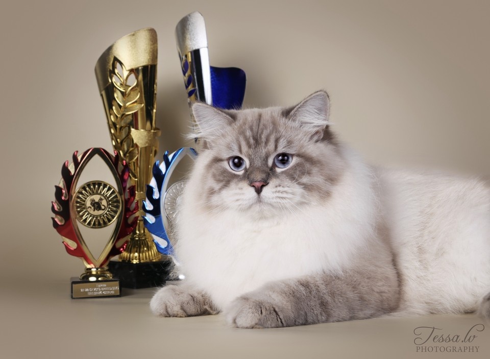    Сибирский кот из Санкт-Петербурга. Фото: WCF