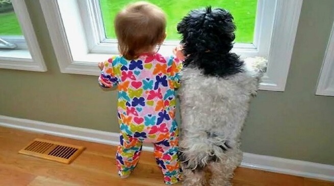 ребенок с собакой