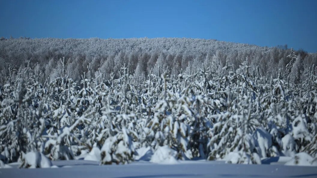    Фото: «Царьград»