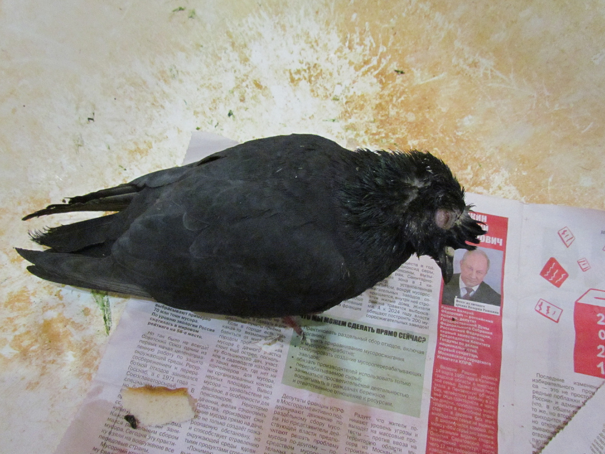 В таком виде он был подобран с улицы в лютый мороз