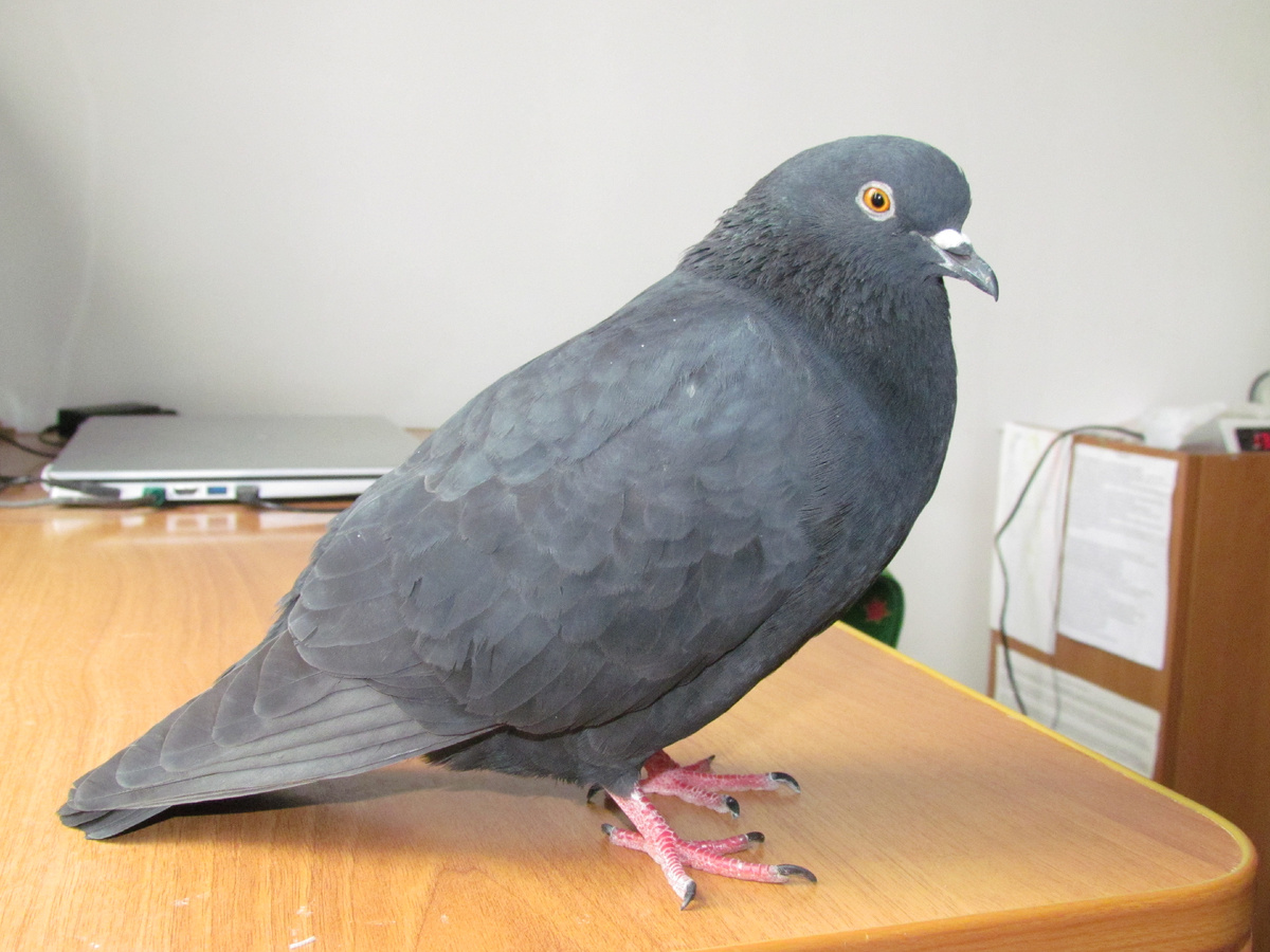 Наш домашний питомец Буян - таким он стал после лечения