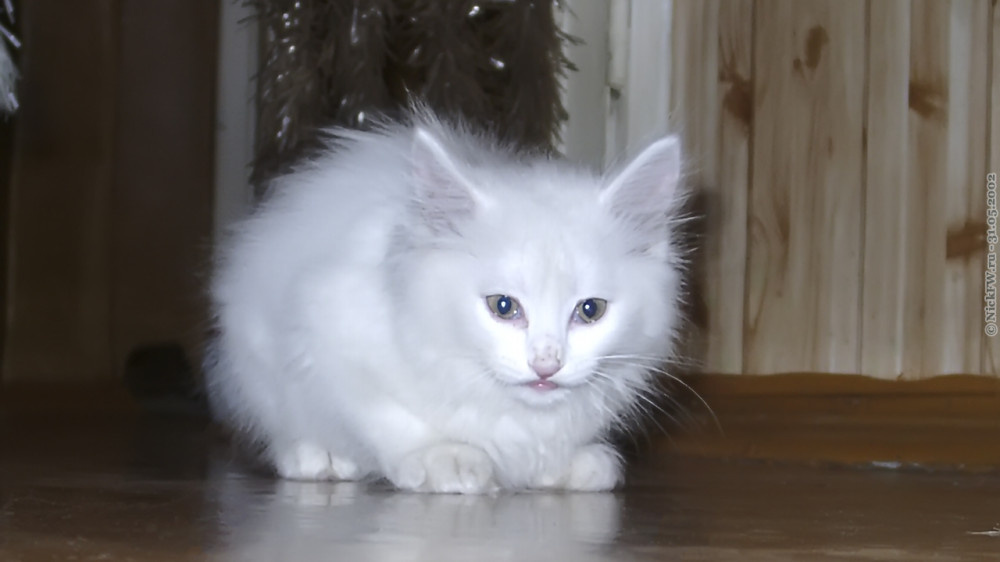 1. Белый котёнок... © NickFW.ru — 31.05.2002г.