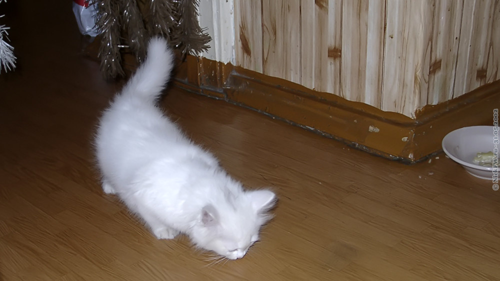 2. Белый котёнок... © NickFW.ru — 31.05.2002г.