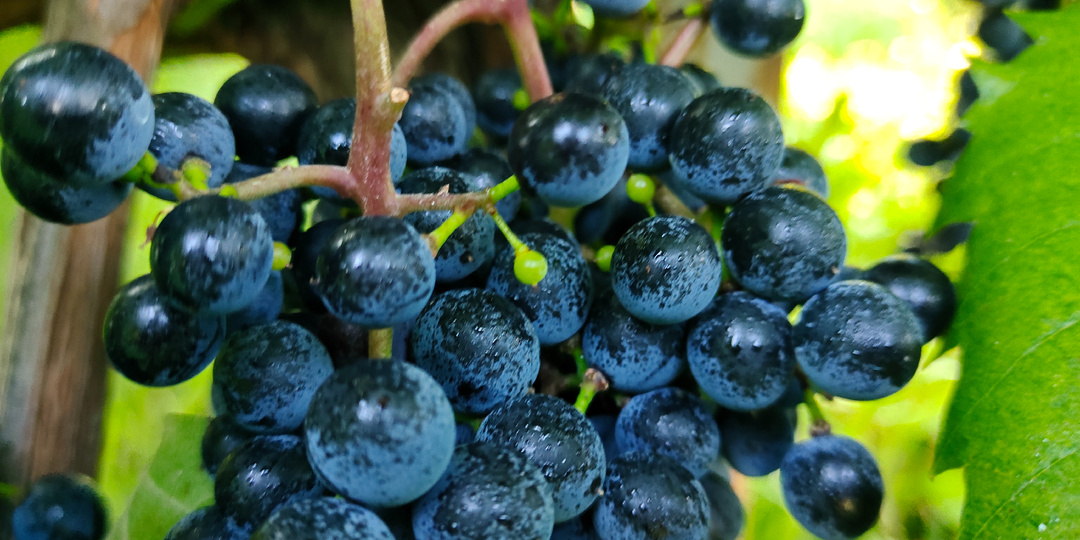 СХЕМА обработки виноградника 2026