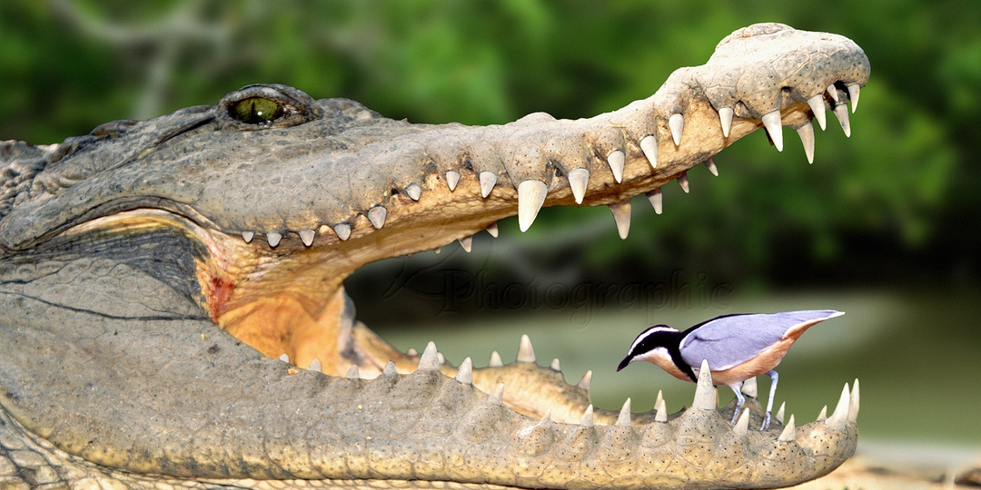 Крокодиловый сторож: Нас обманывали с детства. О чистке зубов крокодилам