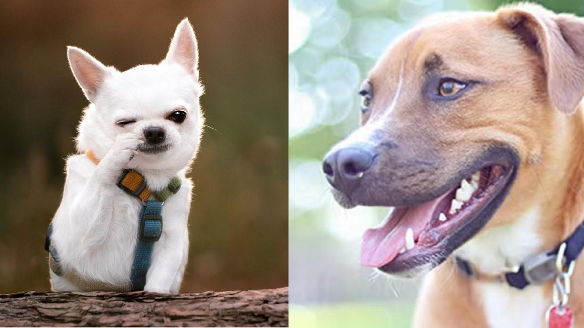 Дайте мясо, а не эту вашу морковку