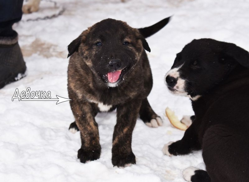     © фото - группа "Хвост трубой" в ВК