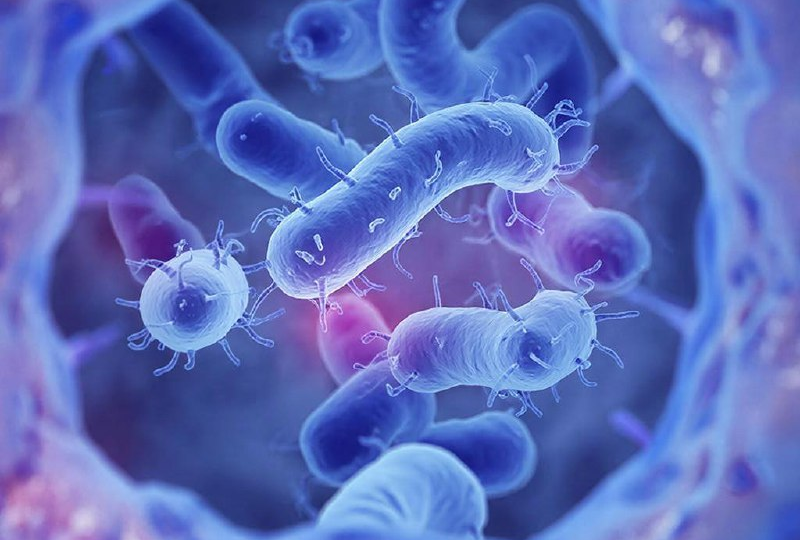 Можно ли «подружиться» с хеликобактер? Бессимптомное носительство: лечить или наблюдать?