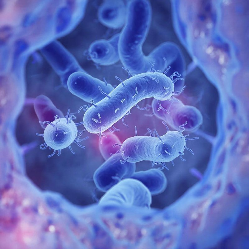 Хеликобактер пилори