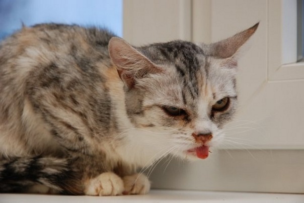 Причины кашля у кошки