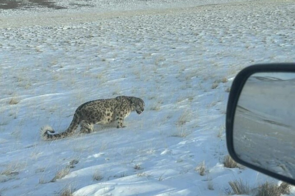    Встреча произошла в урочище Уландрык. Фото: Новости Горного Алтая