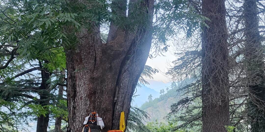 О работе международной волонтёрской группы МЦР в Усадьбе Рерихов в Кулу (Индия) в 2025 году