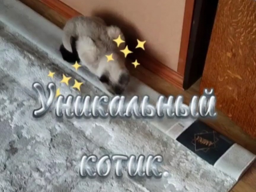 Рождённая без глаз кошка.