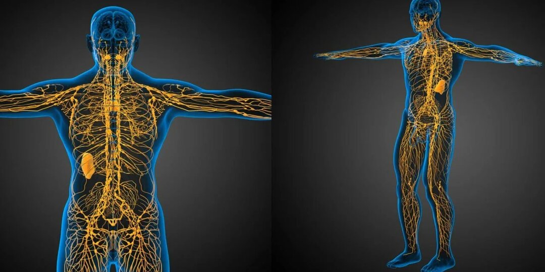 Заставьте лимфу двигаться — и будет вам счастье!