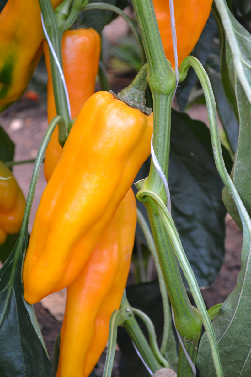 Бизон желтый